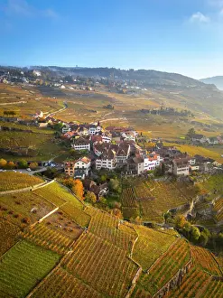 Vaud Prints: Terrasses de Lavaux Vineyards, Lake Geneva (Lac Leman), Vaud, Switzerland