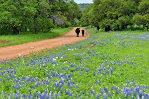 Cattle Prints: Texas bluebonnets near a country road with cattle, Llano County CR 310, Texas, USA