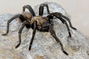 Deep South Prints: Texas Brown tarantula (Aphonopelma hentzi), Rio Grande City, Texas, Canada