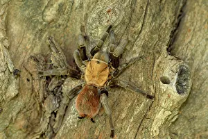Deep South Prints: Texas Brown tarantula (Aphonopelma hentzi), Rio Grande City, Texas, USA