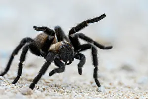 Spiders Prints: Texas brown tarantula (Aphonopelma hentzi), Llano Grande RV Resort, Mercedes, Texas, USA