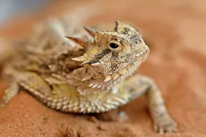 Deep South Prints: Texas horned lizard (Phrynosoma cornutum), Rio Grande City, Texas, USA