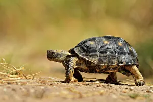 Deep South Prints: Texas Tortoise (Gopherus berlandieri), Rio Grande City, Texas, USA