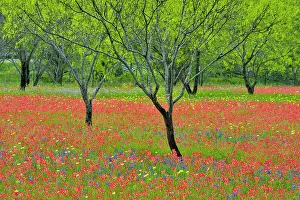 Savannah Prints: Texas wildflowers in bloom on the grounds of a country residence, Seguin, Texas, USA