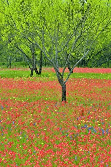 Country Prints: Texas wildflowers in bloom on the grounds of a country residence, Seguin, Texas, USA