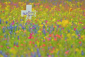 Oaks Prints: Texas wildflowers in bloom- phlox, bluebonnets, paintbrush in a meadow, Seguin, Texas, USA