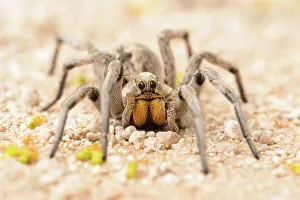Spiders Prints: Texas wolf spider (Hogna carolinensis), Santa Clara ranch, Starr County, Texas, USA