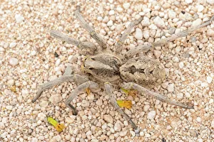 Spiders Prints: Texas wolf spider (Hogna carolinensis), Santa Clara ranch, Starr County, Texas, USA