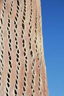 Texture Prints: Detail of the texture of a dry cardon cactus wood (Echinopsis atacamensis)
