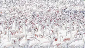 Pattern Gallery: A texture of lesser flamingos (Phoeniconaias minor) in Lake Bogoria, Kenya