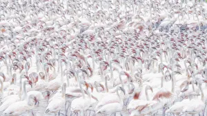 Safari Gallery: A texture of lesser flamingos (Phoeniconaias minor) in Lake Bogoria, Kenya