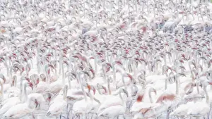 Pattern Prints: A texture of lesser flamingos (Phoeniconaias minor) in Lake Bogoria, Kenya