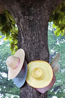 Thailand, Ayutthaya, Wat Chai Watthanaram, Hats hanging from tree