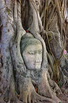 Images Dated 24th January 2012: Thailand, Ayutthaya, Wat Mahathat, Buddha head in tree