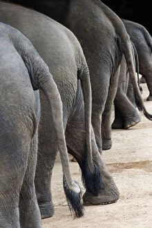 Images Dated 8th April 2021: Thailand, Chiang mai, Lampang, Thai Elephant Conservation Centre