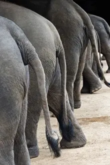 Ecology Prints: Thailand, Chiang mai, Lampang, Thai Elephant Conservation Centre