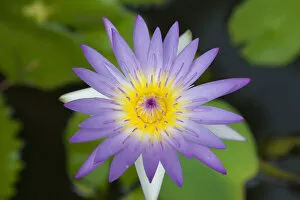 Images Dated 8th April 2021: Thailand, Chiang mai, Water Lily (Nymphaea pubescens)