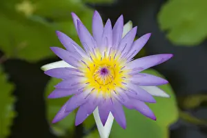 Lily Prints: Thailand, Chiang mai, Water Lily (Nymphaea pubescens)