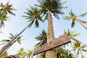 Sign Gallery: Thailand, Ko Samui, Chaweng beach, Sign on palm tree