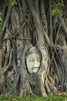 Images Dated 28th February 2022: Thailand, Phra Nakhon Si Ayutthaya, Ayutthaya, Wat Mahathat, Buddha image in roots of Bodhi tree