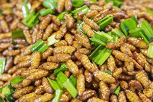 Images Dated 28th February 2022: Thailand, Phra Nakhon Si Ayutthaya, Ayutthaya, deep fried silk worm pupae (Bombyx Mori)