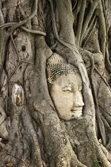 Thailand, Phra Nakhon Si Ayutthaya, Ayutthaya, Wat Mahathat, Buddha image in roots of Bodhi tree