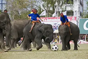 Thailand, Surin, Surin. Elephant football during the annual Surin Elephant Roundup Festival