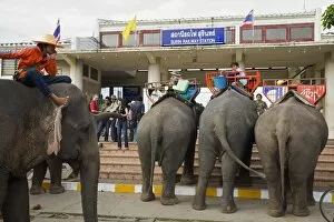 Images Dated 18th November 2007: Thailand, Surin, Surin. Elephant taxis await passengers at the Surin Railway station during