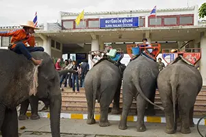 C Ulture Prints: Thailand, Surin, Surin. Elephant taxis await passengers at the Surin Railway station during the annual Elephant