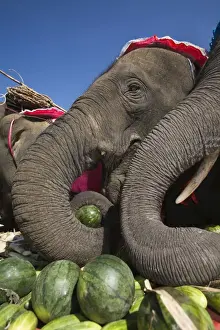 Pachyderm Prints: Thailand, Surin, Surin. Elephants feasting at an Elephant Buffet during the annual Elephant Roundup festival