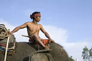 Thailand, Surin, Surin. A Suai (known locally as Guay ) mahout sits atop his elephant mount during the Surin Elephant