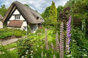 Herefordshire Prints: Thatched Cottage & Garden, Eastnor, Herefordshire, England