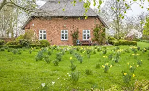 Daffodils Prints: Thatched roof courtyard in North Friesland near Tonning