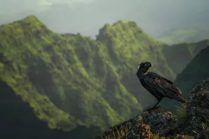 Ethiopia Prints: Thick-billed Ravens in Simien mountains, Ethiopia
