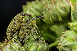 Thistle-head Weevil (Rhinocyllus conicus), Thornton, Ontario, Canada