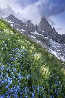 Images Dated 21st October 2020: Thistles and blue wild flowers growing beside Freney Glacier Italian Alps