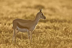 Images Dated 4th January 2021: Thomsons Gazelle (Eudorcas thomsonii), Ngorongoro Conservation Area, Tanzania