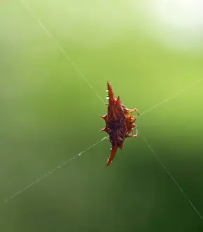 Insects Prints: A thorn spider - one of the many endemic species or sub-species of Madagascar