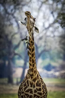 Thornicroft giraffe shakes her neck, disturbing the red-billed oxpeckers feeding on ticks & other parasites