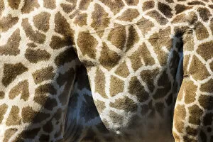 Thornicroft giraffe skin, South Luangwa National Park, Zambia