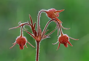 Manitoba Prints: Three-flowered avens (Geum triflorum) flowers Birds Hill Provincial Park, Manitoba, Canada