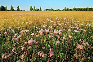 Land Prints: Three-flowered avens (Geum triflorum) in prairie at sunrise
