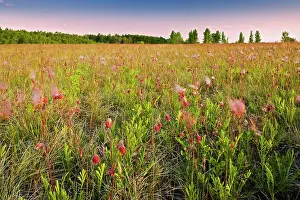 Provinces Prints: Three-flowered avens in prairie Birds Hill Provincial Park, Manitoba, Canada