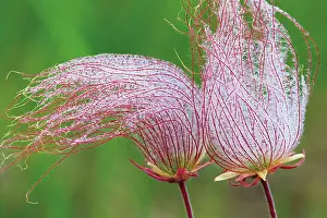 Manitoba Prints: Three-flowered avens or prairie smoke seed head Birds Hill Provincial Park