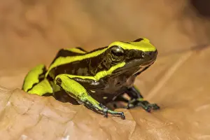 Captive Bred Prints: Three-striped Poison Frog (Ameerega trivittata) - captive bred