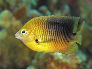 Pomacentridae Prints: Threespot Damselfish (Stegastes planifrons)