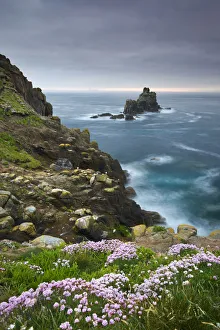 Sea Thrift Prints: Thrift growing on the cliffs of Lands End, looking towards the Armed Knight