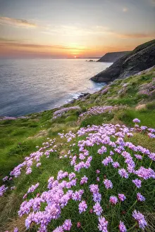 Wildflower Prints: Thrift / Sea Pink (Armeria maritima) in bloom at Godrevy Point