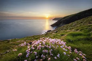Wildflower Prints: Thrift / Sea Pink (Armeria maritima) in bloom at Godrevy Point