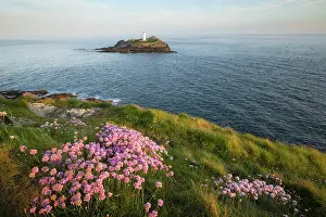 Wildflower Prints: Thrift / Sea Pink (Armeria maritima) in bloom at Godrevy Point with Godrevy Lighthouse